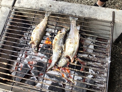 sakana